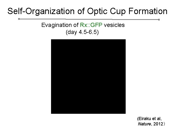 Self-Organization of Optic Cup Formation Evagination of Rx: : GFP vesicles (day 4. 5