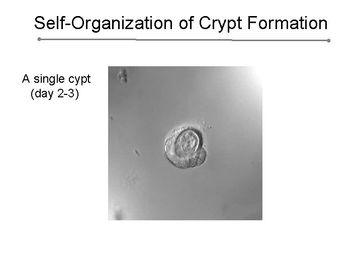 Self-Organization of Crypt Formation A single cypt (day 2 -3) 