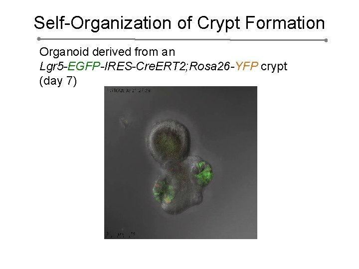 Self-Organization of Crypt Formation Organoid derived from an Lgr 5 -EGFP-IRES-Cre. ERT 2; Rosa