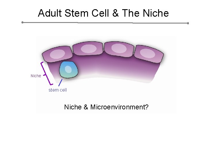 Adult Stem Cell & The Niche stem cell Niche & Microenvironment? 
