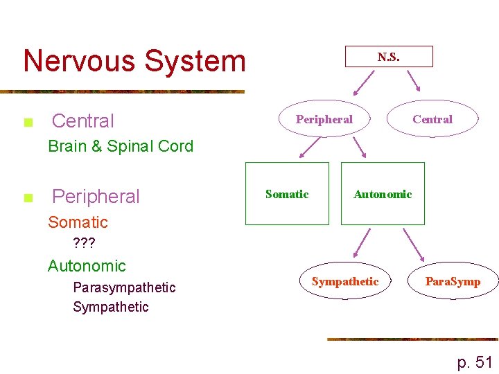 Nervous System n Central N. S. Peripheral Central Brain & Spinal Cord n Peripheral