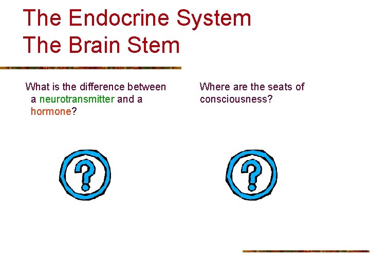 The Endocrine System The Brain Stem What is the difference between a neurotransmitter and