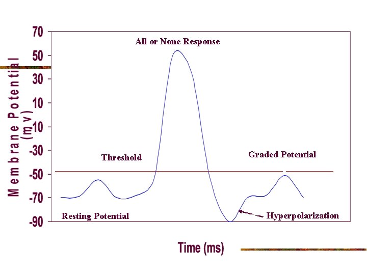 All or None Response Action Potential Threshold Resting Potential Graded Potential Hyperpolarization 
