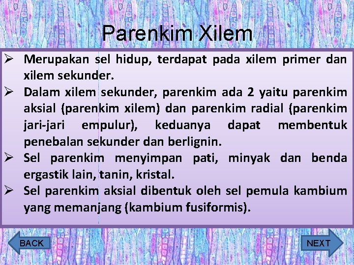 Parenkim Xilem Ø Merupakan sel hidup, terdapat pada xilem primer dan xilem sekunder. Ø