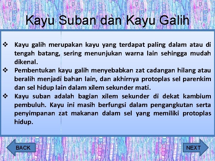 Kayu Suban dan Kayu Galih v Kayu galih merupakan kayu yang terdapat paling dalam
