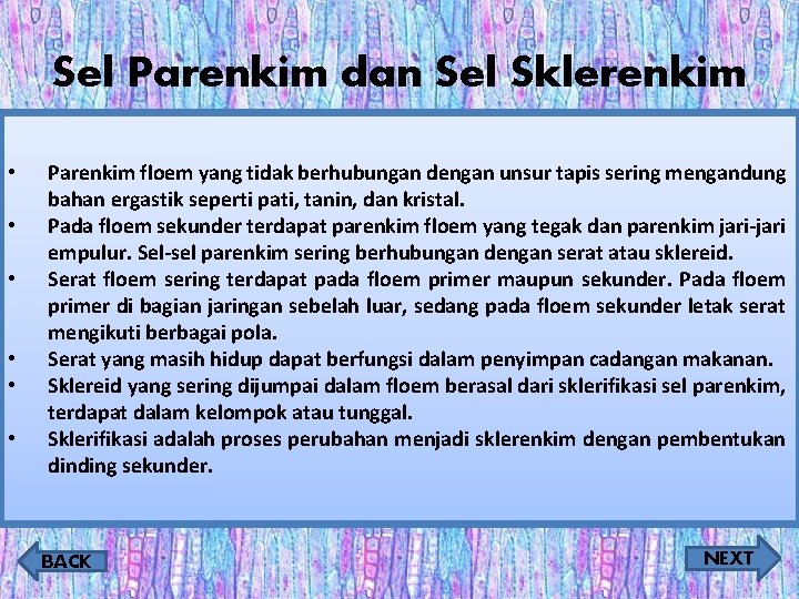 Sel Parenkim dan Sel Sklerenkim • • • Parenkim floem yang tidak berhubungan dengan