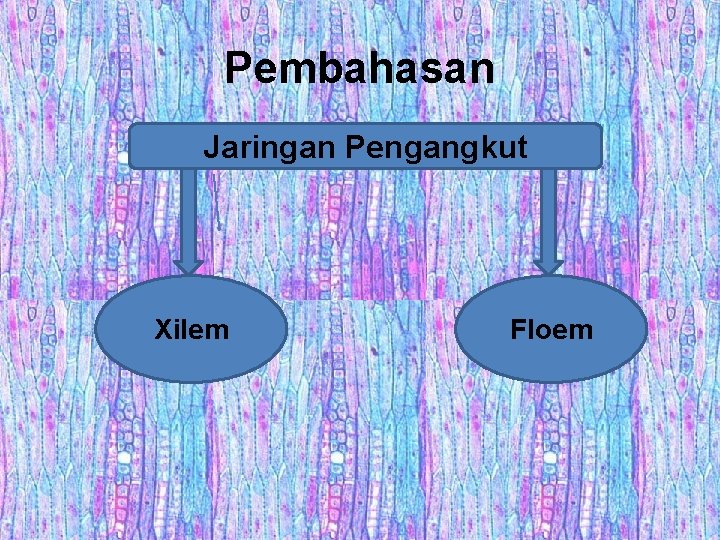 Pembahasan Jaringan Pengangkut Xilem Floem 