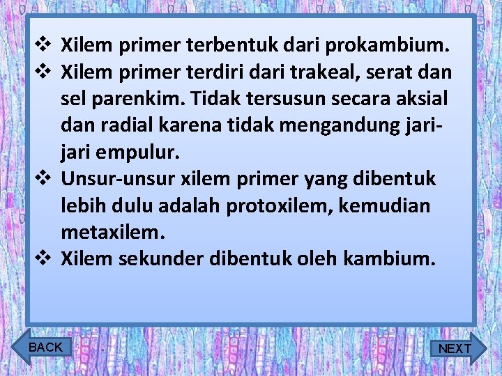 v Xilem primer terbentuk dari prokambium. v Xilem primer terdiri dari trakeal, serat dan