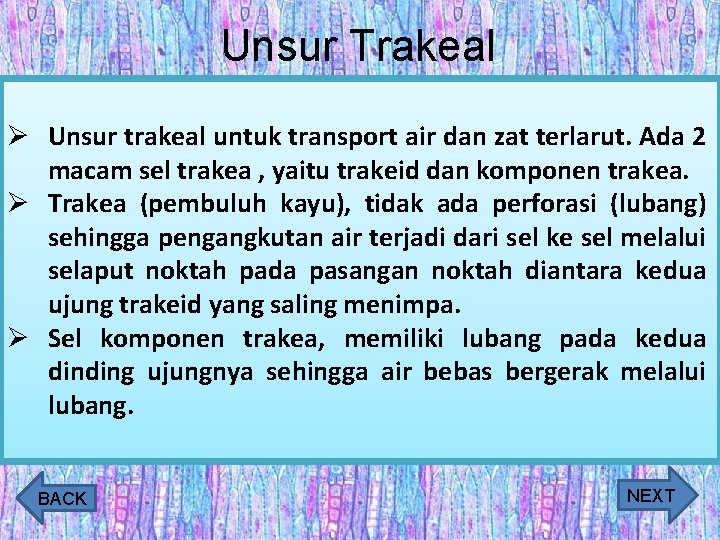 Unsur Trakeal Ø Unsur trakeal untuk transport air dan zat terlarut. Ada 2 macam