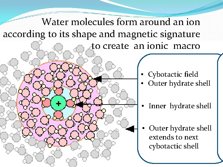 Water molecules form around an ion according to its shape and magnetic signature to