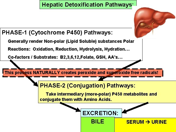 Hepatic Detoxification Pathways: PHASE-1 (Cytochrome P 450) Pathways: Generally render Non-polar (Lipid Soluble) substances