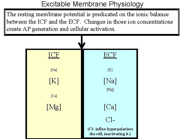 Excitable Membrane Physiology The resting membrane potential is predicated on the ionic balance between