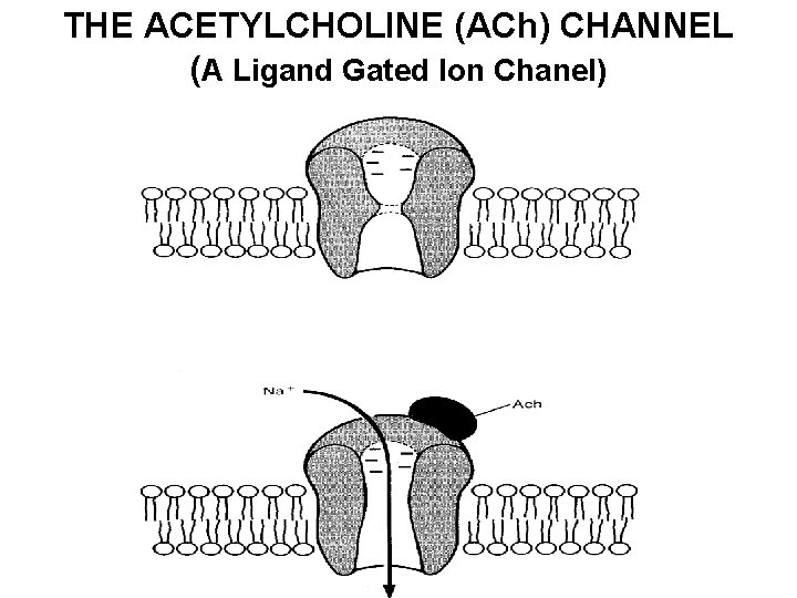 THE ACETYLCHOLINE (ACh) CHANNEL (A Ligand Gated Ion Chanel) 