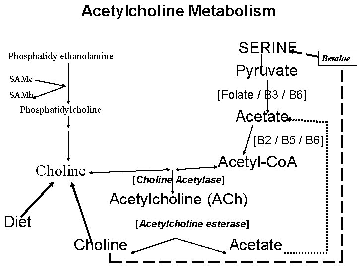 Acetylcholine Metabolism SERINE Pyruvate Phosphatidylethanolamine SAMe Betaine [Folate / B 3 / B 6]