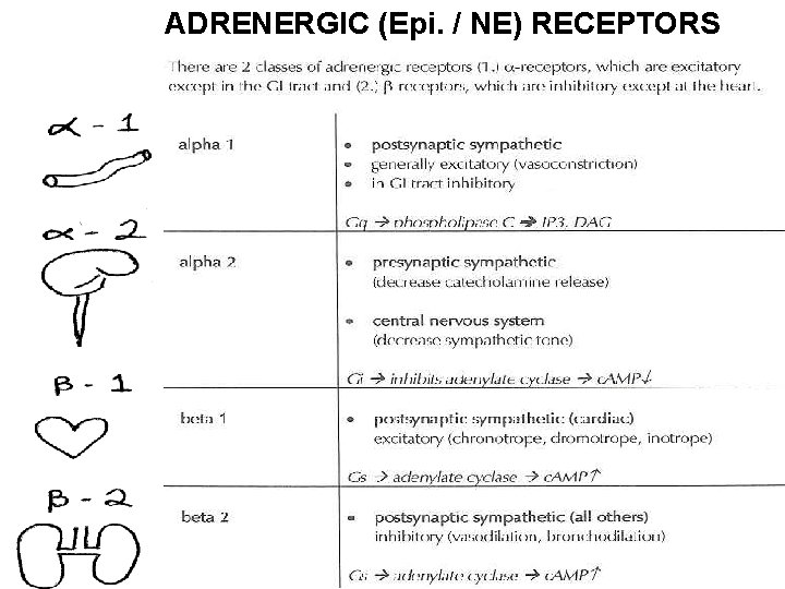ADRENERGIC (Epi. / NE) RECEPTORS 