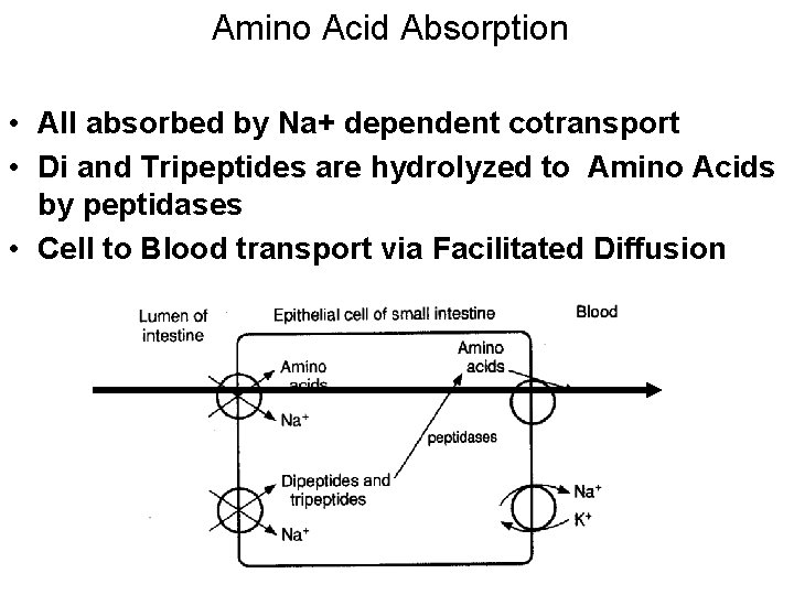 Amino Acid Absorption • All absorbed by Na+ dependent cotransport • Di and Tripeptides