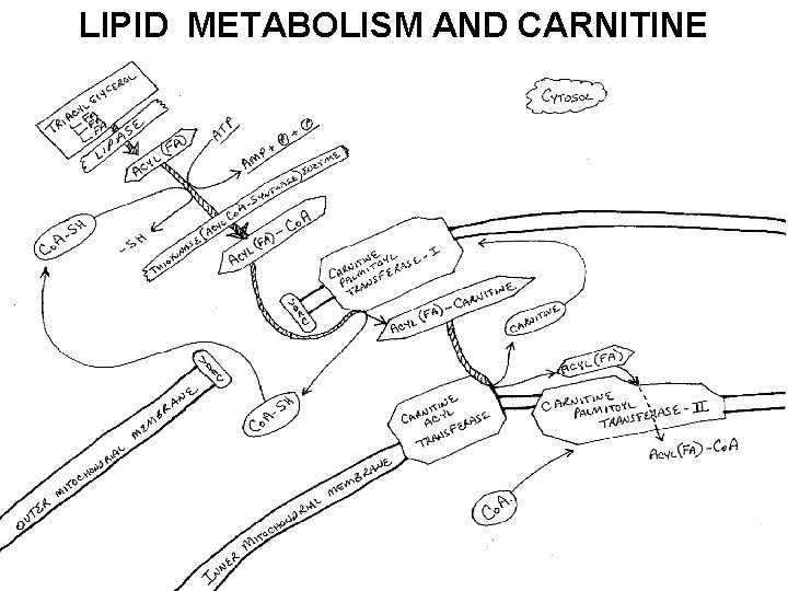 LIPID METABOLISM AND CARNITINE 