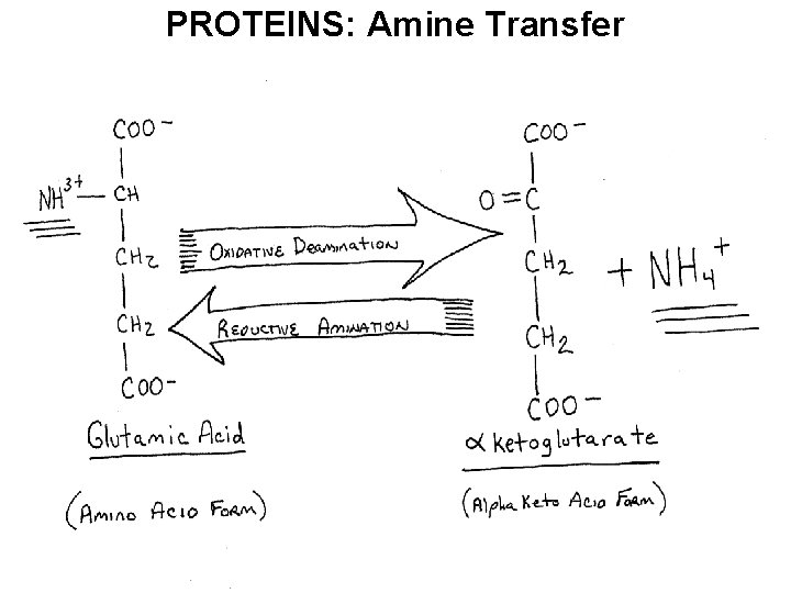 PROTEINS: Amine Transfer 