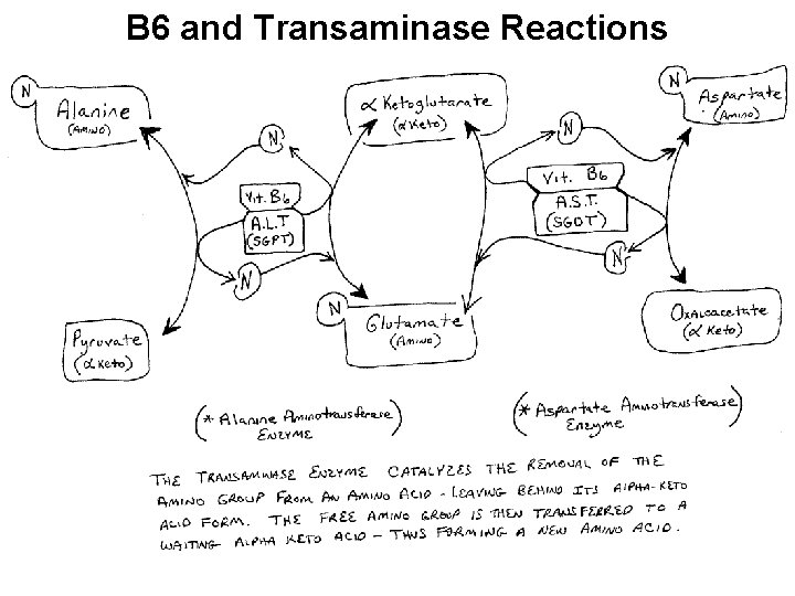 B 6 and Transaminase Reactions 