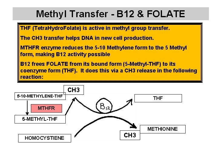 Methyl Transfer - B 12 & FOLATE THF (Tetra. Hydro. Folate) is active in