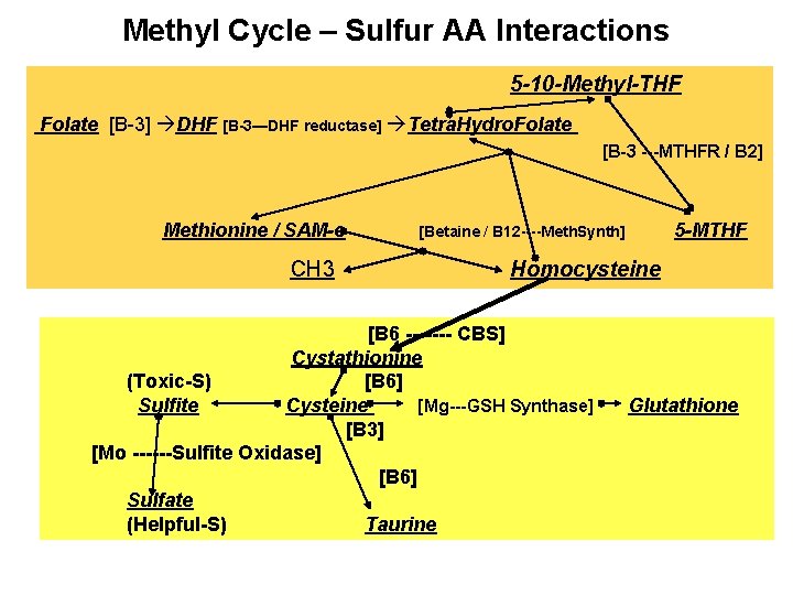Methyl Cycle – Sulfur AA Interactions 5 -10 -Methyl-THF Folate [B-3] DHF [B-3—DHF reductase]