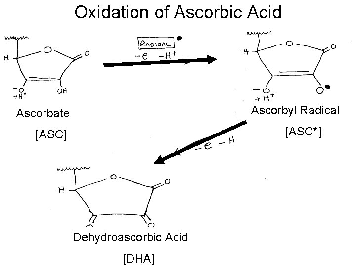 Oxidation of Ascorbic Acid Ascorbyl Radical Ascorbate [ASC*] [ASC] Dehydroascorbic Acid [DHA] 