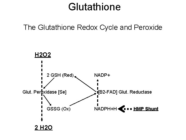 Glutathione The Glutathione Redox Cycle and Peroxide H 2 O 2 2 GSH (Red)