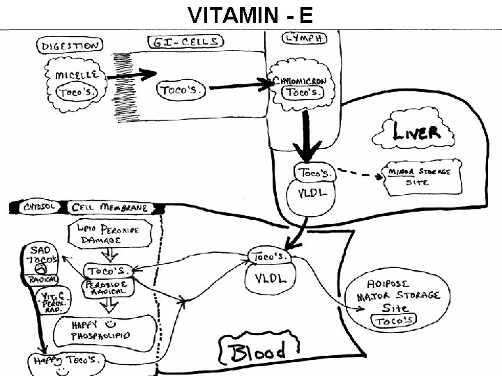 VITAMIN - E 