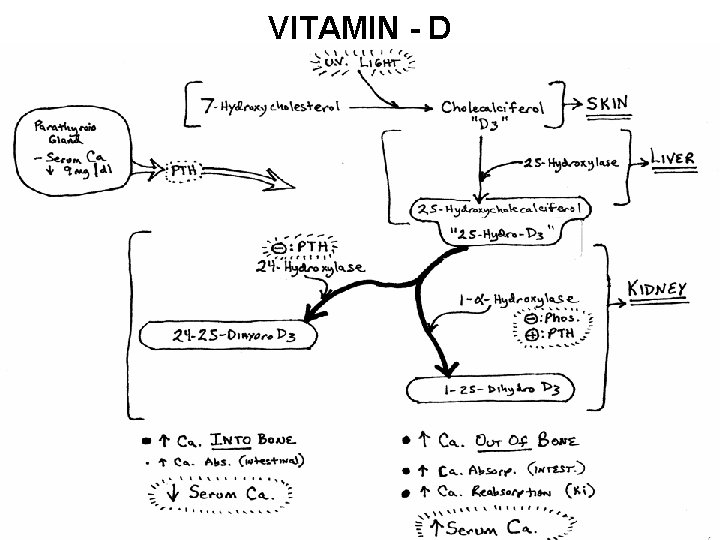 VITAMIN - D 