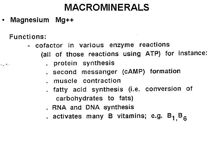 MACROMINERALS • Magnesium Mg++ 