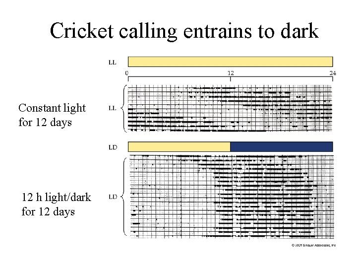 Cricket calling entrains to dark Constant light for 12 days 12 h light/dark for