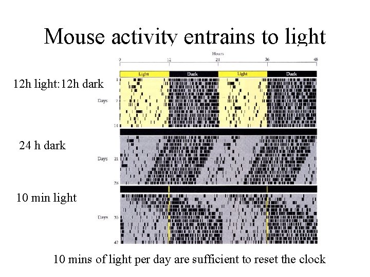 Mouse activity entrains to light 12 h light: 12 h dark 24 h dark