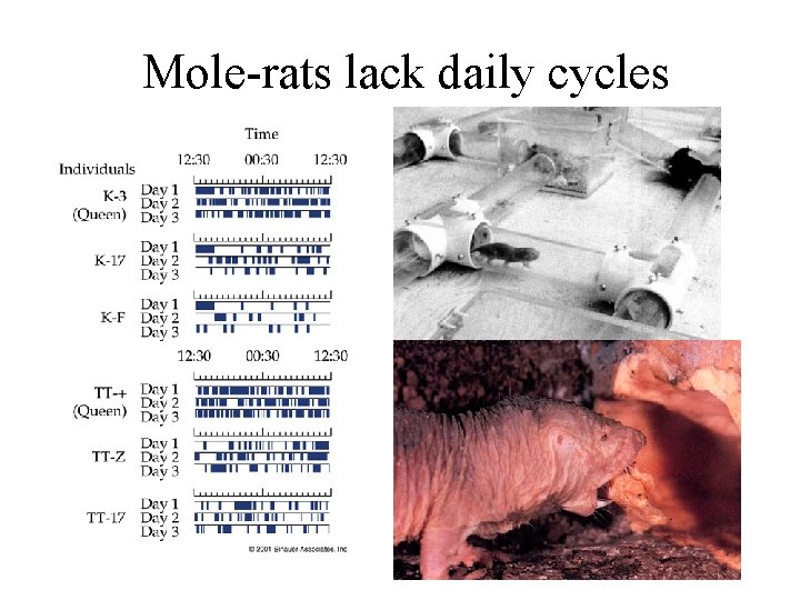 Mole-rats lack daily cycles 