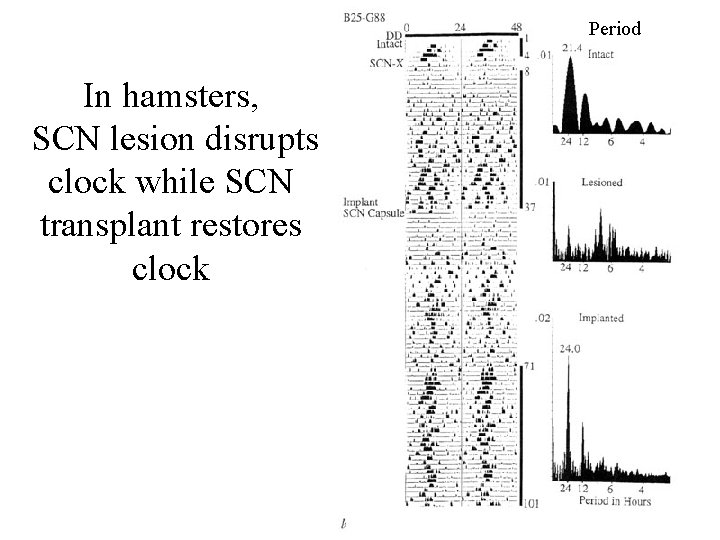 Period In hamsters, SCN lesion disrupts clock while SCN transplant restores clock 