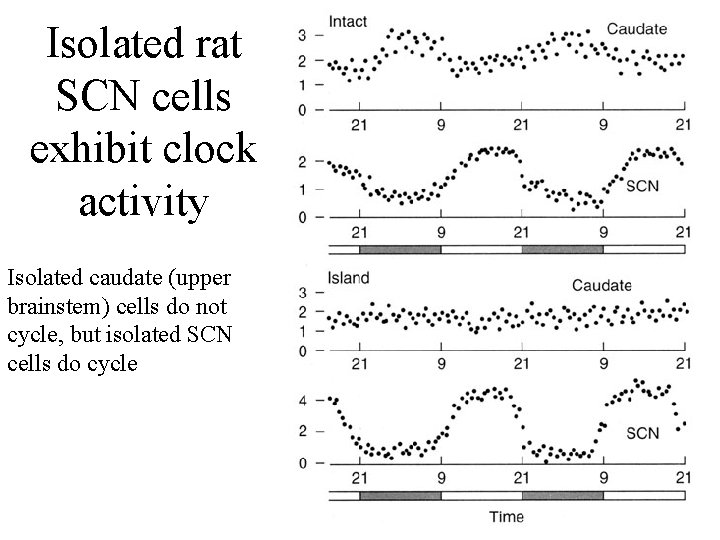 Isolated rat SCN cells exhibit clock activity Isolated caudate (upper brainstem) cells do not