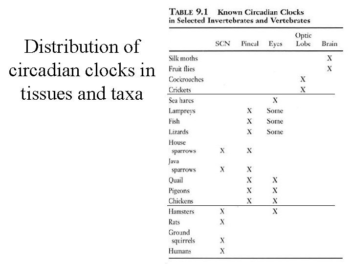 Distribution of circadian clocks in tissues and taxa 