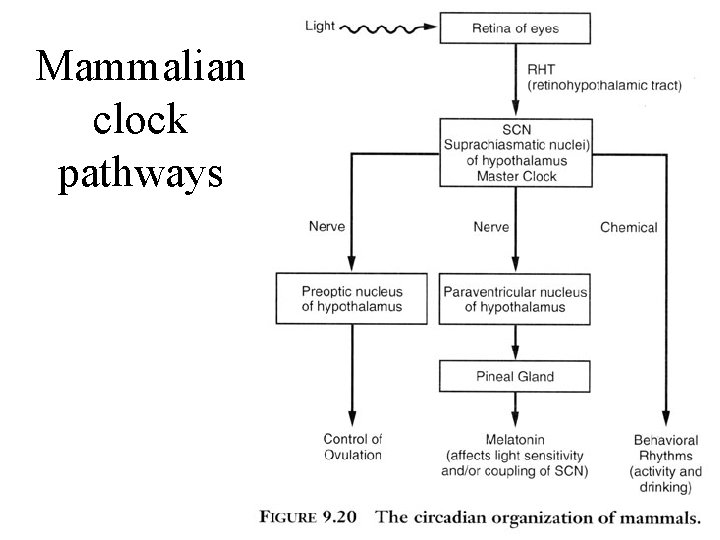 Mammalian clock pathways 