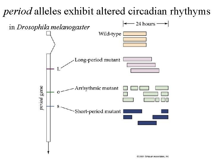 period alleles exhibit altered circadian rhythyms in Drosophila melanogaster 