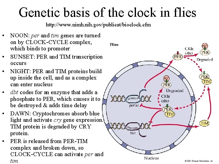 Genetic basis of the clock in flies http: //www. nimh. nih. gov/publicat/bioclock. cfm •