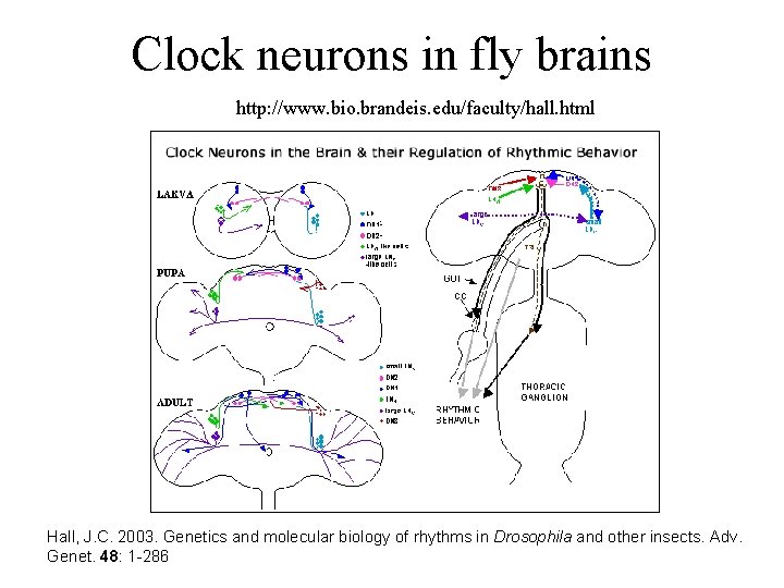 Clock neurons in fly brains http: //www. bio. brandeis. edu/faculty/hall. html Hall, J. C.