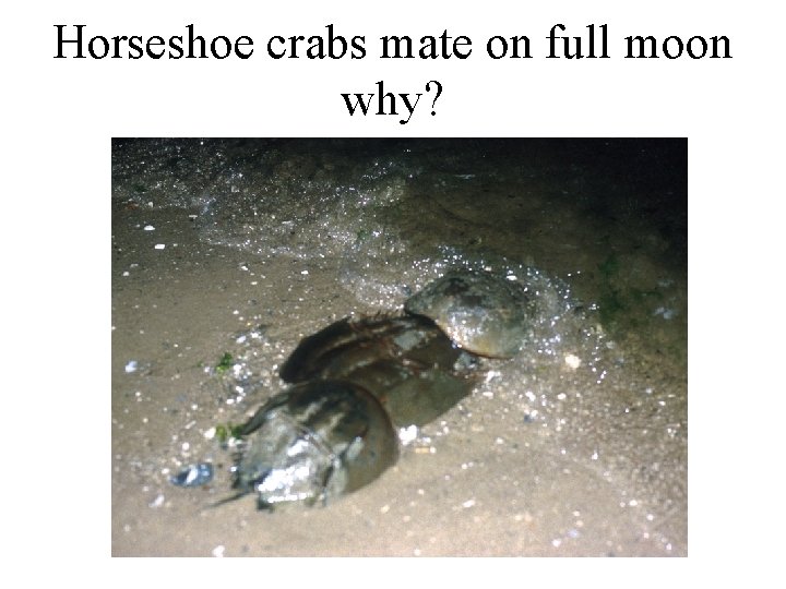 Horseshoe crabs mate on full moon why? 