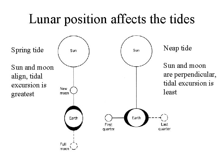 Lunar position affects the tides Spring tide Neap tide Sun and moon align, tidal