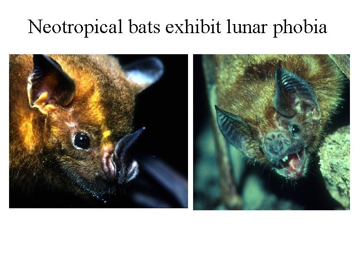 Neotropical bats exhibit lunar phobia 