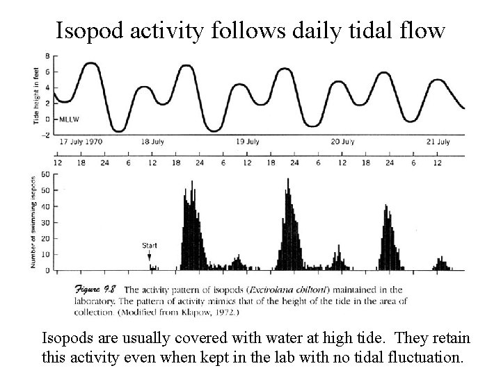 Isopod activity follows daily tidal flow Isopods are usually covered with water at high