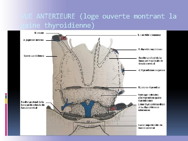 VUE ANTERIEURE (loge ouverte montrant la gaine thyroidienne) 