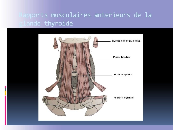 Rapports musculaires anterieurs de la glande thyroide 