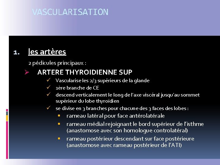 VASCULARISATION 1. les artères 2 pédicules principaux : Ø ARTERE THYROIDIENNE SUP ü Vascularise