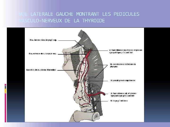 VUE LATERALE GAUCHE MONTRANT LES PEDICULES VASCULO-NERVEUX DE LA THYROIDE 