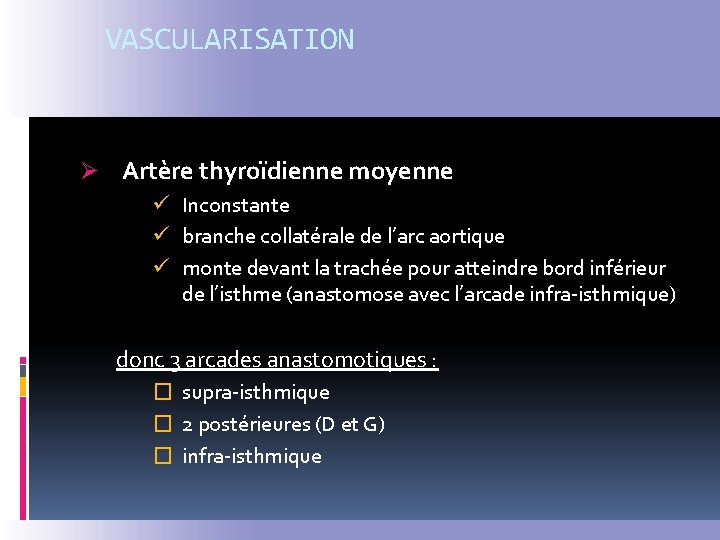 VASCULARISATION Ø Artère thyroïdienne moyenne ü Inconstante ü branche collatérale de l’arc aortique ü