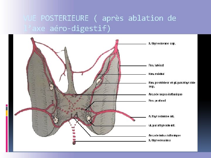 VUE POSTERIEURE ( après ablation de l’axe aéro-digestif) 